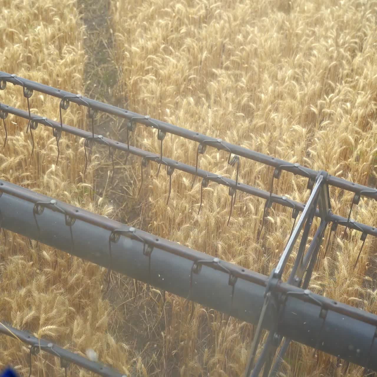 Combine collecting harvest of wheat