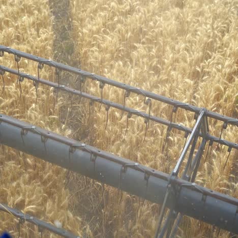combine collecting harvest of wheat