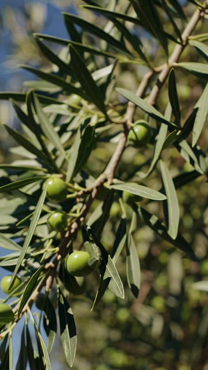 Video ravvicinato di rami d'ulivo con olive verdi, ripreso da un'angolazione bassa, che cattura la naturale.