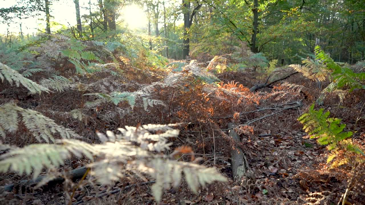Ferns in a forrest during Autumn sunset in Tilburg, The Netherlands.