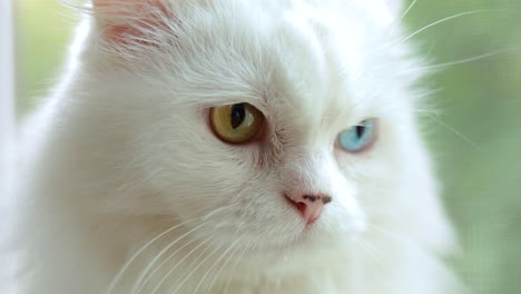 domestic cat with complete heterochromia. white cat with different colored eyes is sitting by the window.