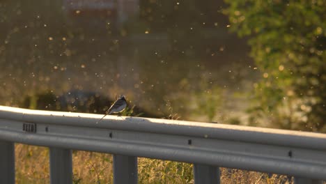 Swarm-of-insects-surrounding-wagtail-on-the-side-of-the-E12-road-in-Lappland-Sweden