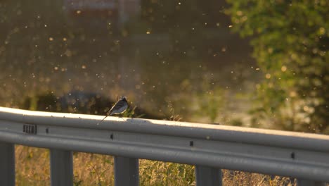 enjambre de insectos que rodean la lavandera al lado de la carretera e12 en laponia, suecia