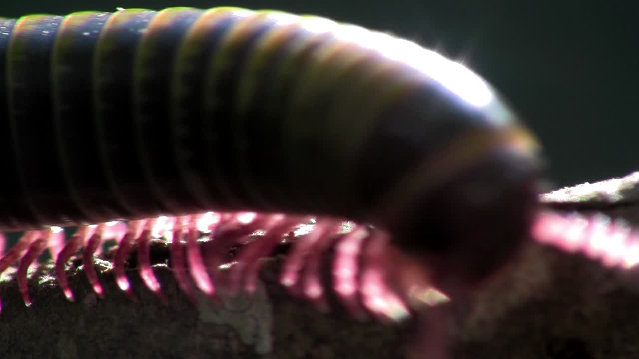 un primerísimo plano de un milpiés moviéndose a lo largo de una rama en los everglades 1