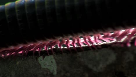 an extreme close up of a millipede moving along a branch in the everglades 1