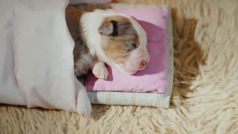 cute newborn puppy sleeps in bed 03