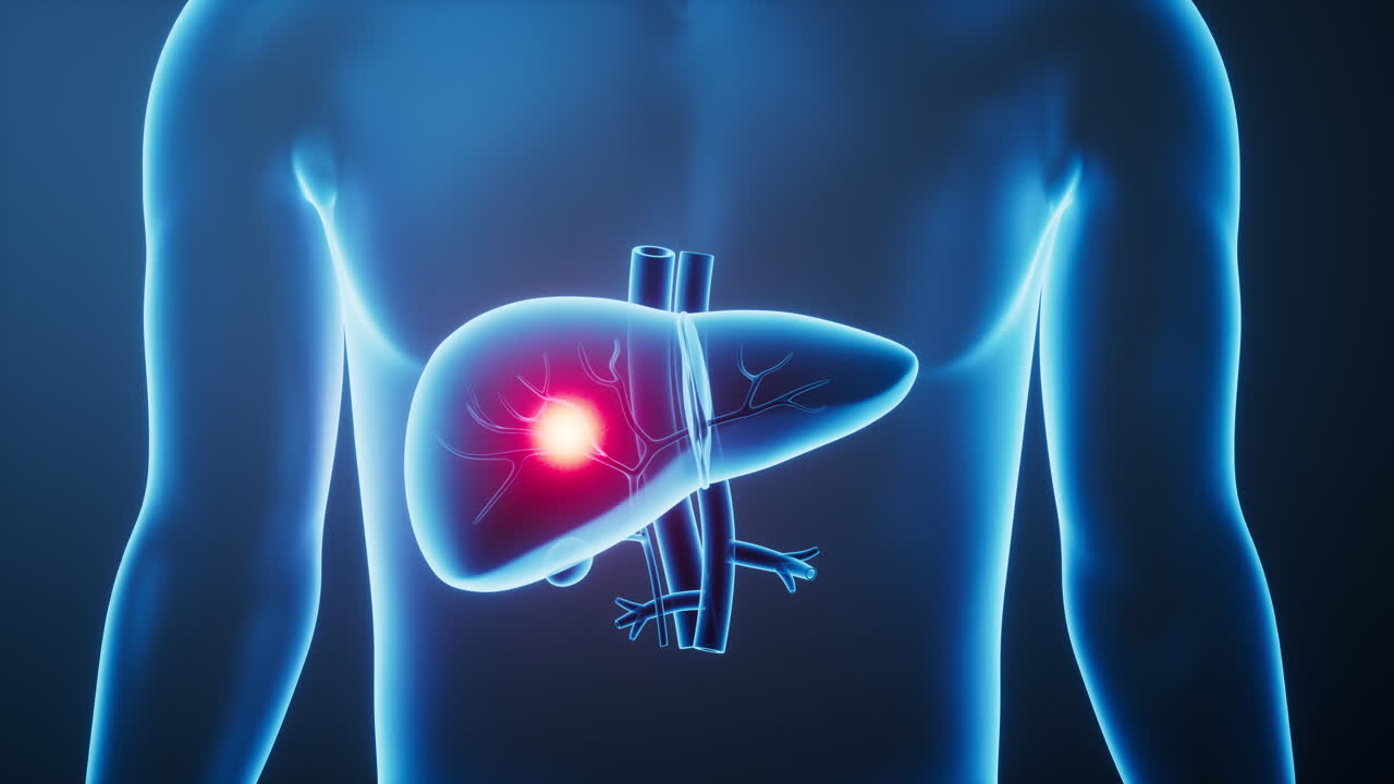Organ liver in the transparent human body, 3d rendering.