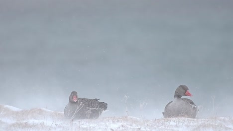 greylag geese sitting in the snow during a snowstorm