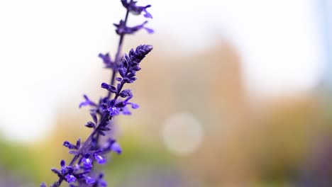 flor púrpura en foco con fondo borroso