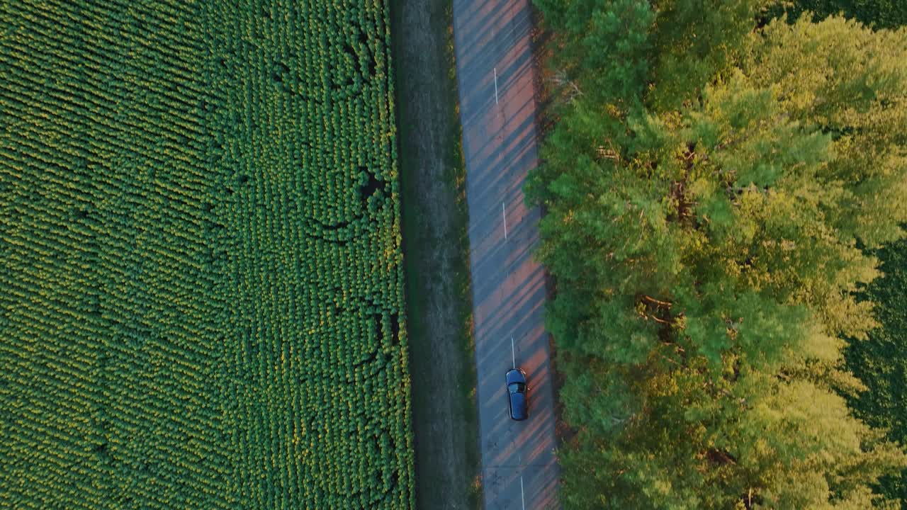 vista aérea de una carretera de campo a través de un campo de girasoles