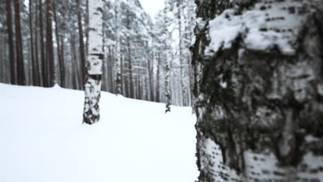 snowy winter forest