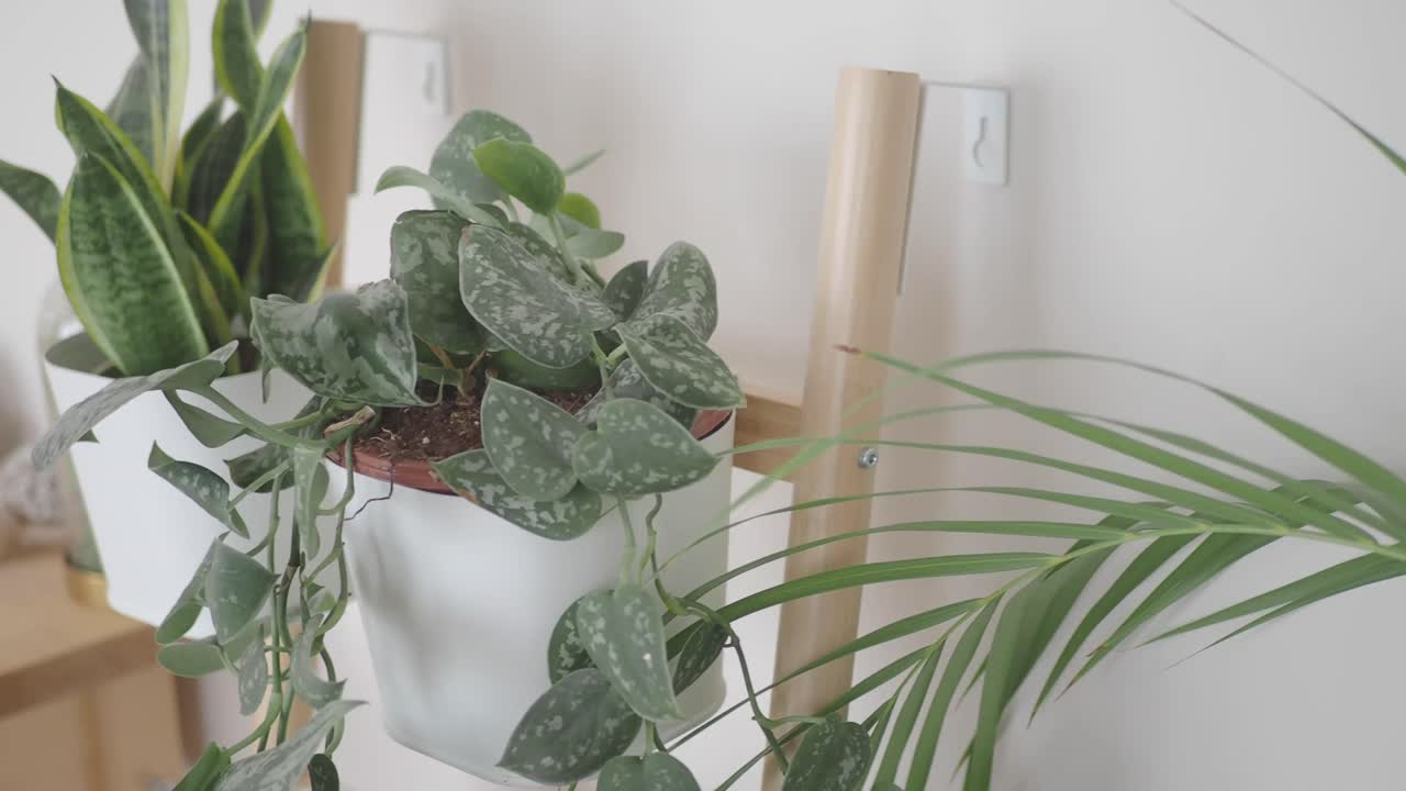 Indoor Plants on a Ladder Shelf