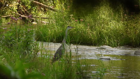 great blue heron looks for food while standing in the water, stiff heron waiting patiently