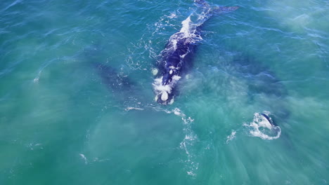 Grupo-De-Ballenas-Francas-Australes-En-Aguas-Azules-Del-Atlántico-De-Hermanus,-Vista-Aérea