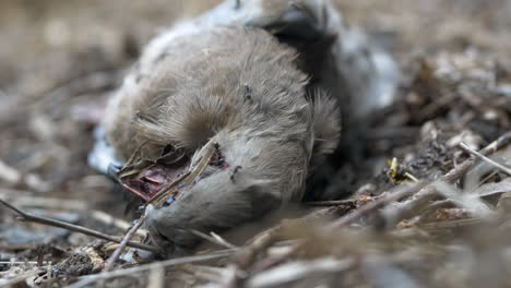 lifeless bird being devoured by insects. close up