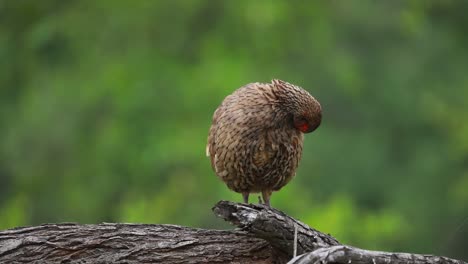 a wide shot of a swainson's spurfowl preening while standing on a branch with blurred green background, kruger national park