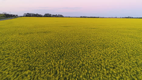 gliding forward through a canola field