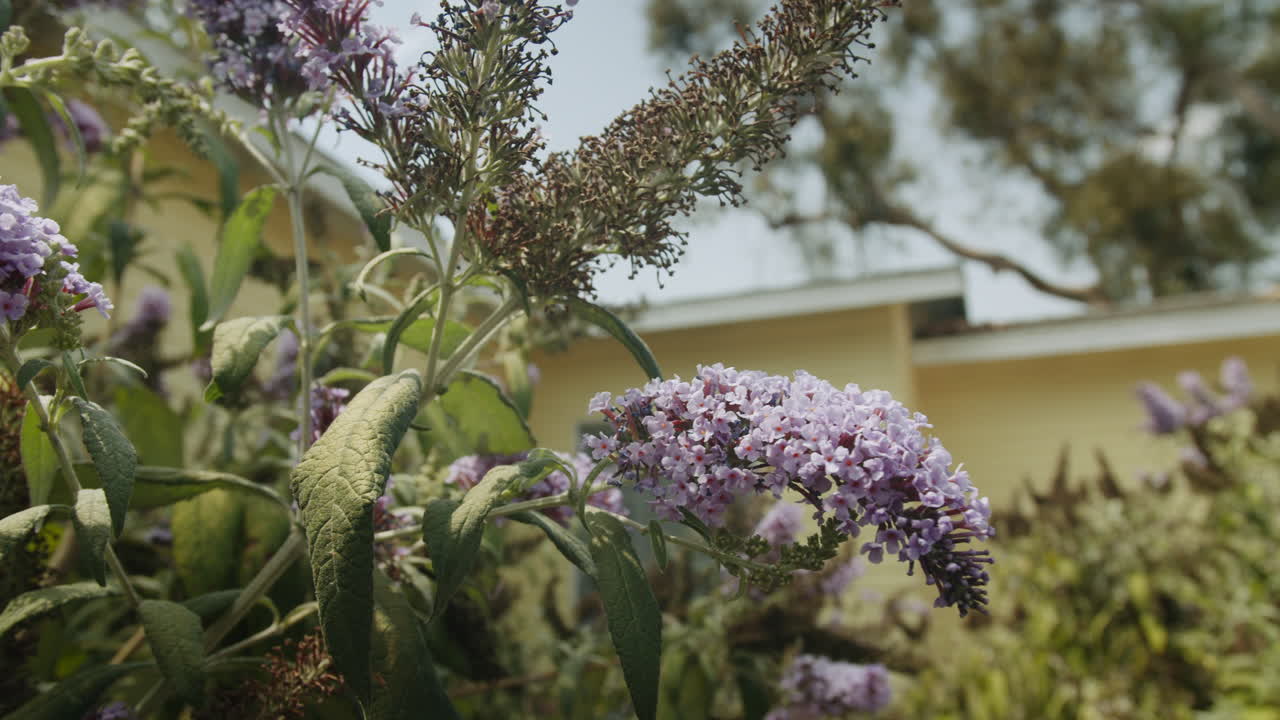 Butterfly Bush with Purple Flowers