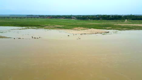 Büffel-Gehen-Zum-Fluss,-Um-Wasser-Zu-Holen