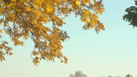 Hojas-Doradas-En-Un-árbol-Durante-La-Temporada-Otoñal