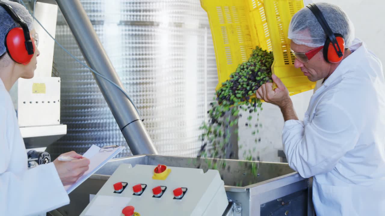 técnico poniendo aceitunas cosechadas en la máquina