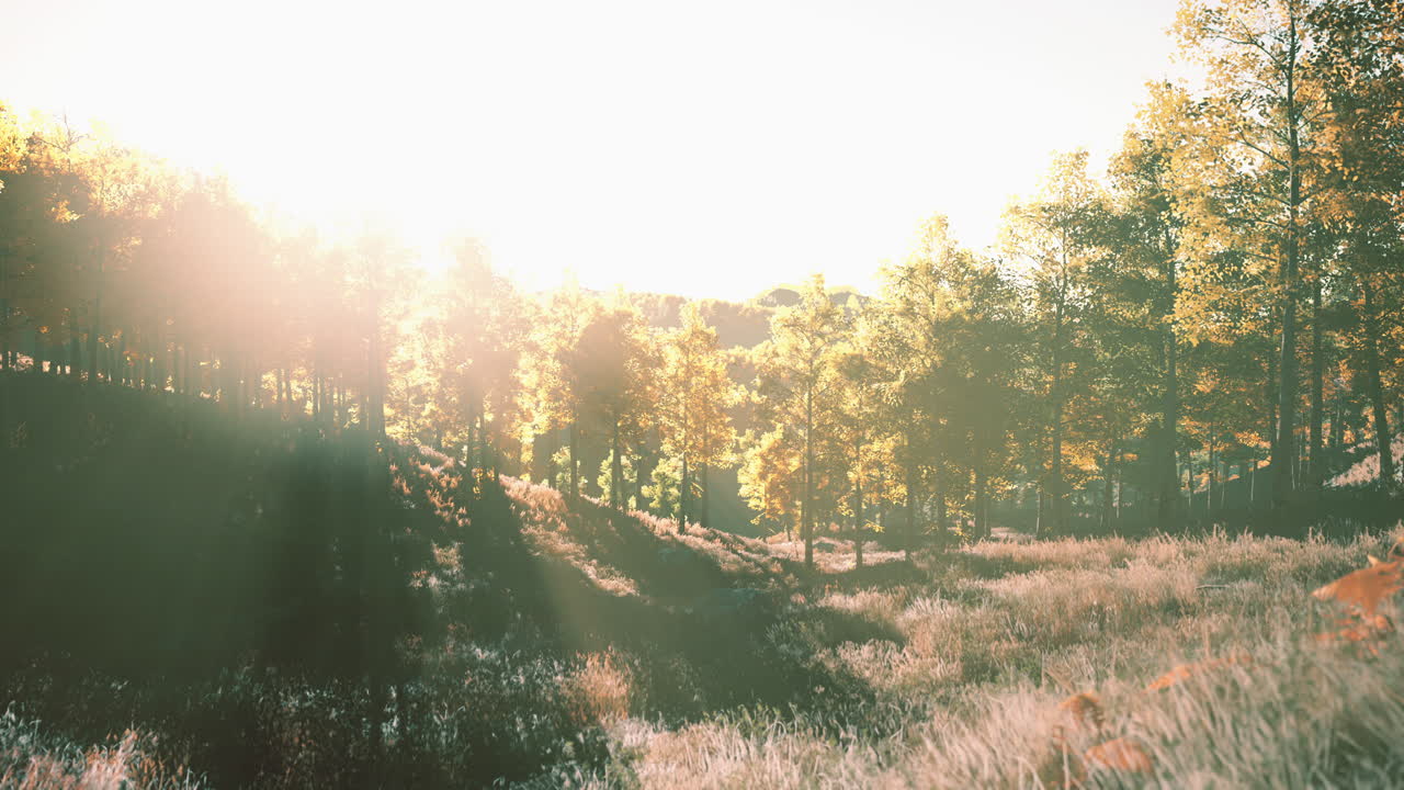 해가 지는 때 태양이 비추는 산들 사이에 가을의 나무가 있는 계곡