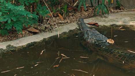 a gharial partially submerged in a pond