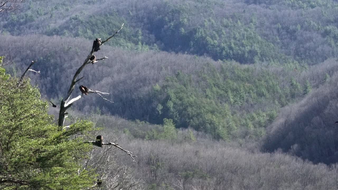 los halcones cuelgan de un árbol en la parada de la montaña de piedra