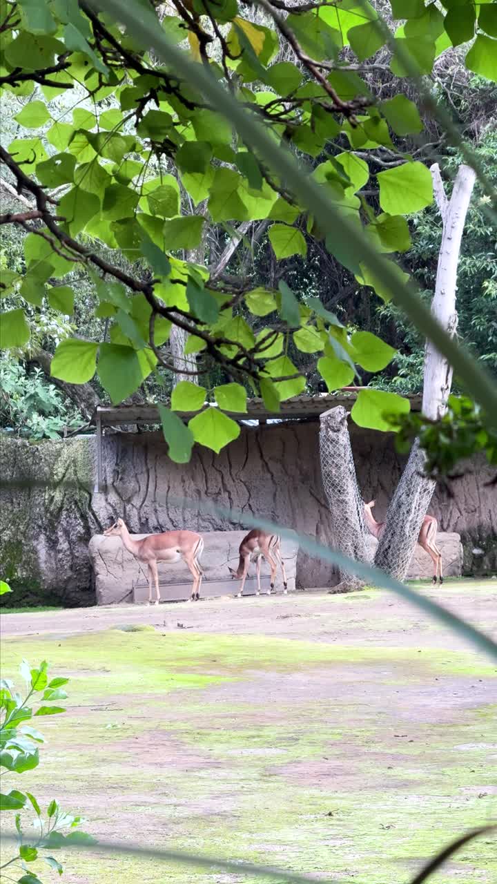 Impala breeding area at zoo with lush greenery and peaceful mood