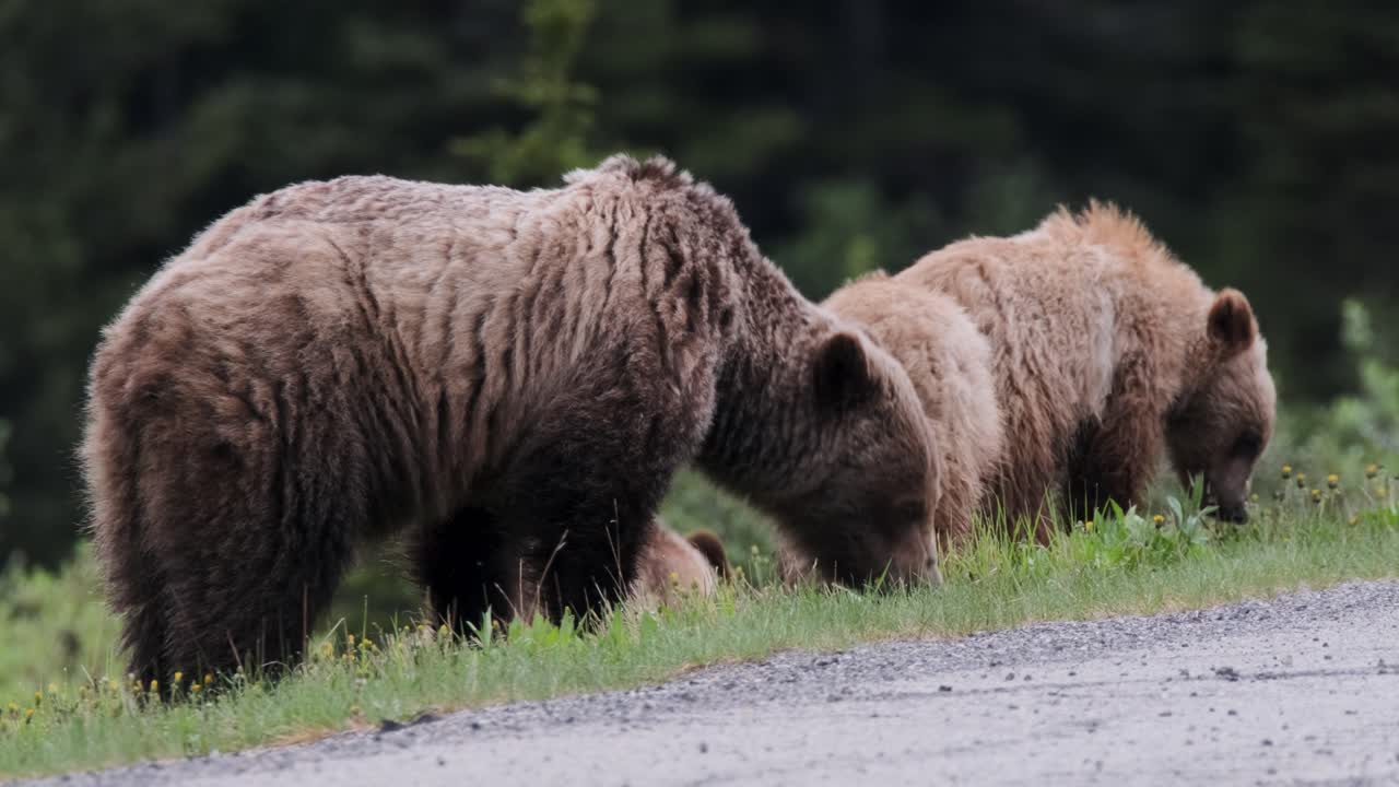 A grizzly bear sow is accompanied by her cubs as they forage for food along a lush mountain roadside in the tranquility of spring