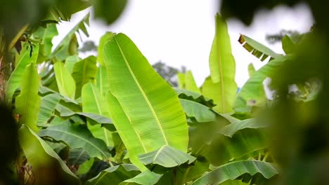 Small-colourful-bird-flying-between-banana-palm-trees-of-a-plantation-in-central-America