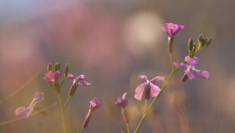 Lunaria-Planta-Con-Flores,-Macro-Primer-Plano-De-Pétalos-De-Rosa-Soplando-En-El-Viento