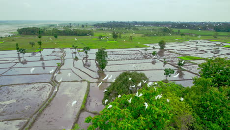 Vista-Aérea-Del-Pájaro-Garza-Volando-Sobre-Tierras-Agrícolas-De-Nepal