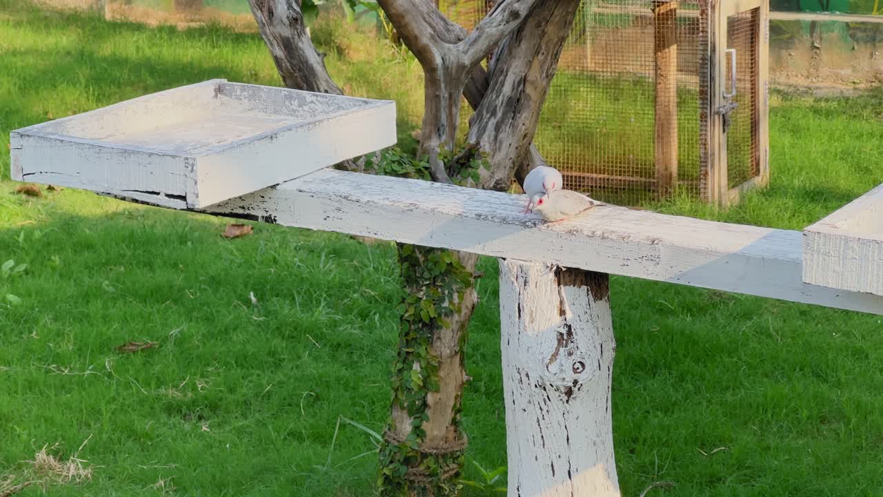 Twee witte diamantduifjes zitten dicht bij elkaar op een houten zitstok en vertonen aanhankelijk hechtingsgedrag in een rustige groene tuinomgeving