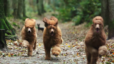 Three-poodles-running-to-the-camera-slowmotion-in-forest
