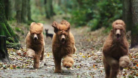 tres caniches corriendo hacia la cámara de cámara lenta en el bosque