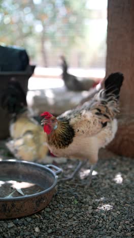 chickens in a rural setting