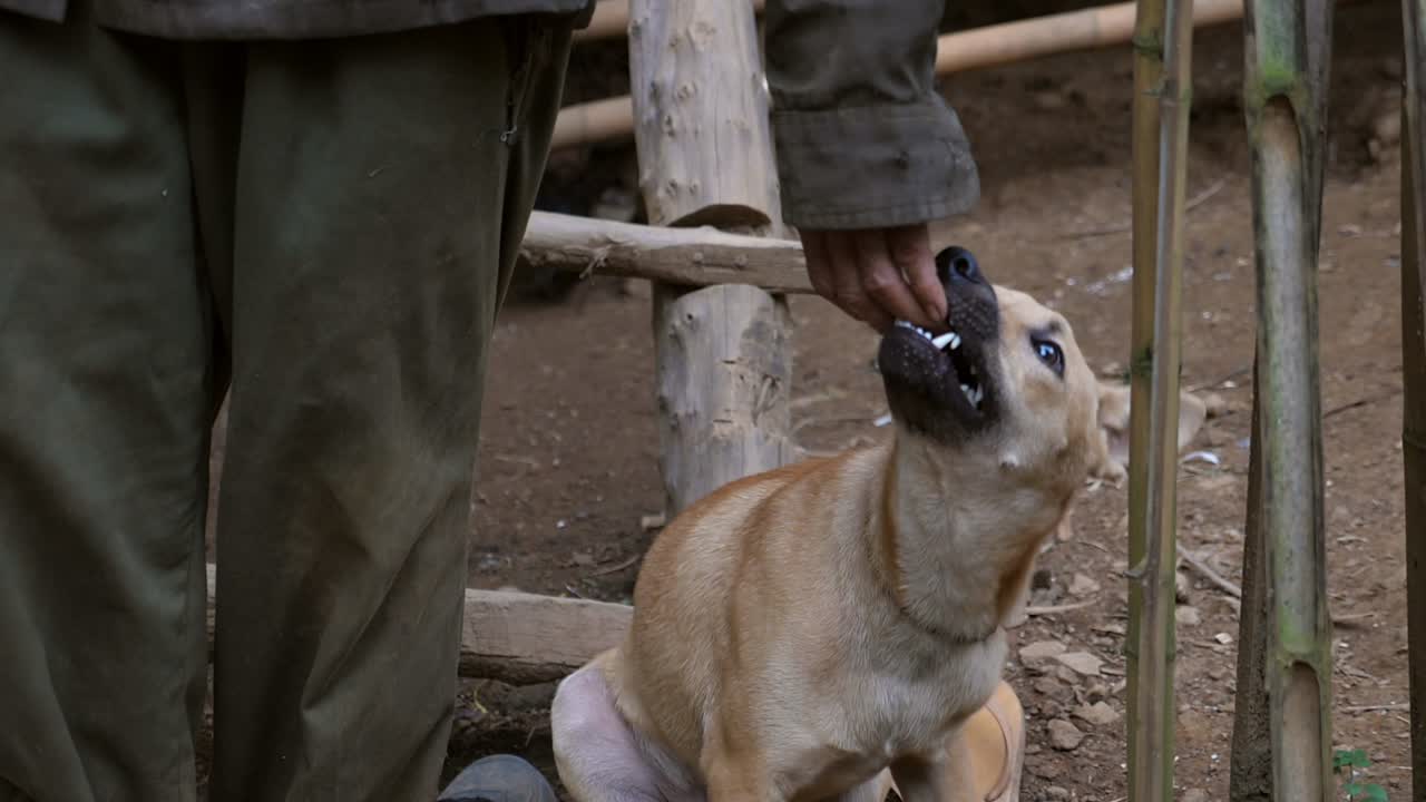 Dog With Elderly Hunter Man