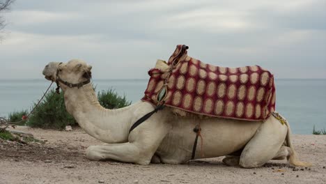 morocco beach camel 00