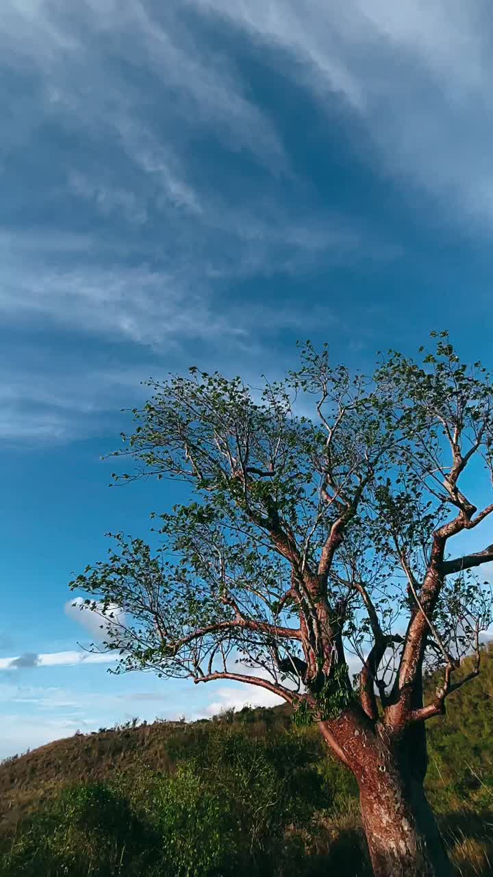 나무 와 구름 이 있는 경치 좋은 산 풍경