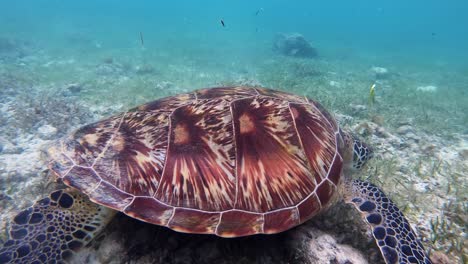 A-large-sea-turtle-with-patterned-shell-feeds-off-of-grass-on-the-sea-bottom