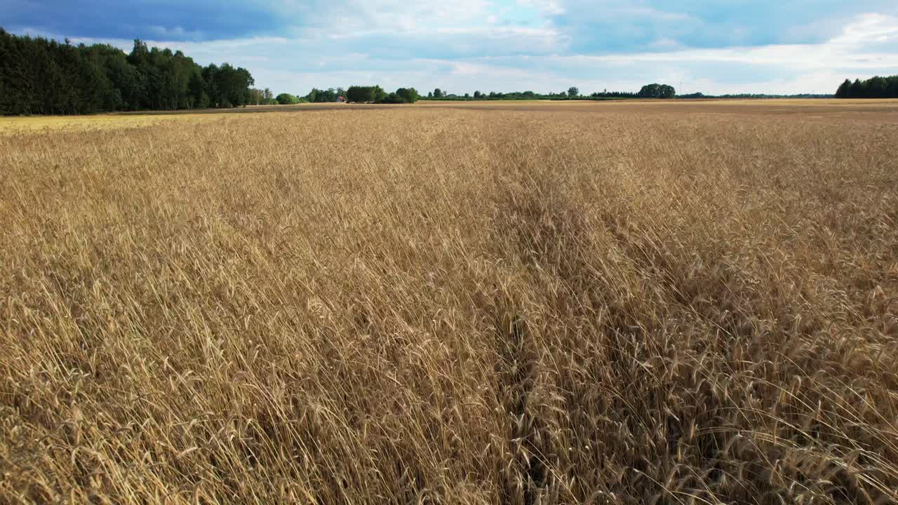 Heavenly scenery - aerial fly through quiet, golden grain field during daytime