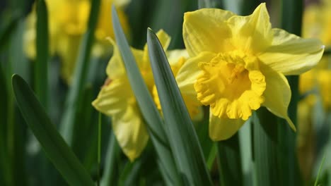 daffodils in a garden. yellow daffodils bloom in the garden or park. concept of spring season arrival with sun and warm days. april easter flowers sway in the wind. selective focus.
