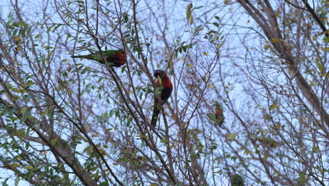 Rainbow-Lorikeets-Foraging-For-Nectar-In-A-Gum-Tree,-SLOW-MOTION