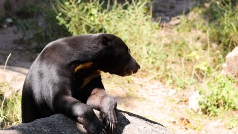 sun bear interacting with its environment