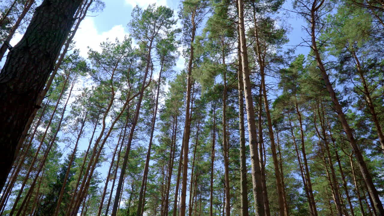 Slender pines with straight trunks in forest. Slim and tall pines grow in wood