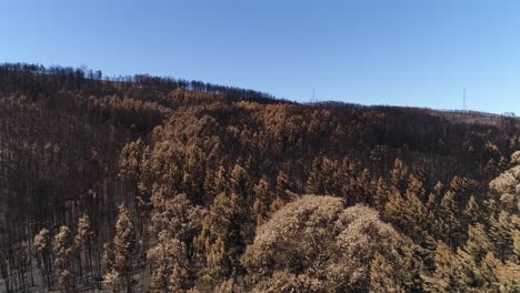 Bosque-Dañado-Después-Del-Incendio-Vista-Aérea