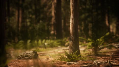 Early-morning-sunlight-in-the-Sequoias-of-Mariposa-Grove