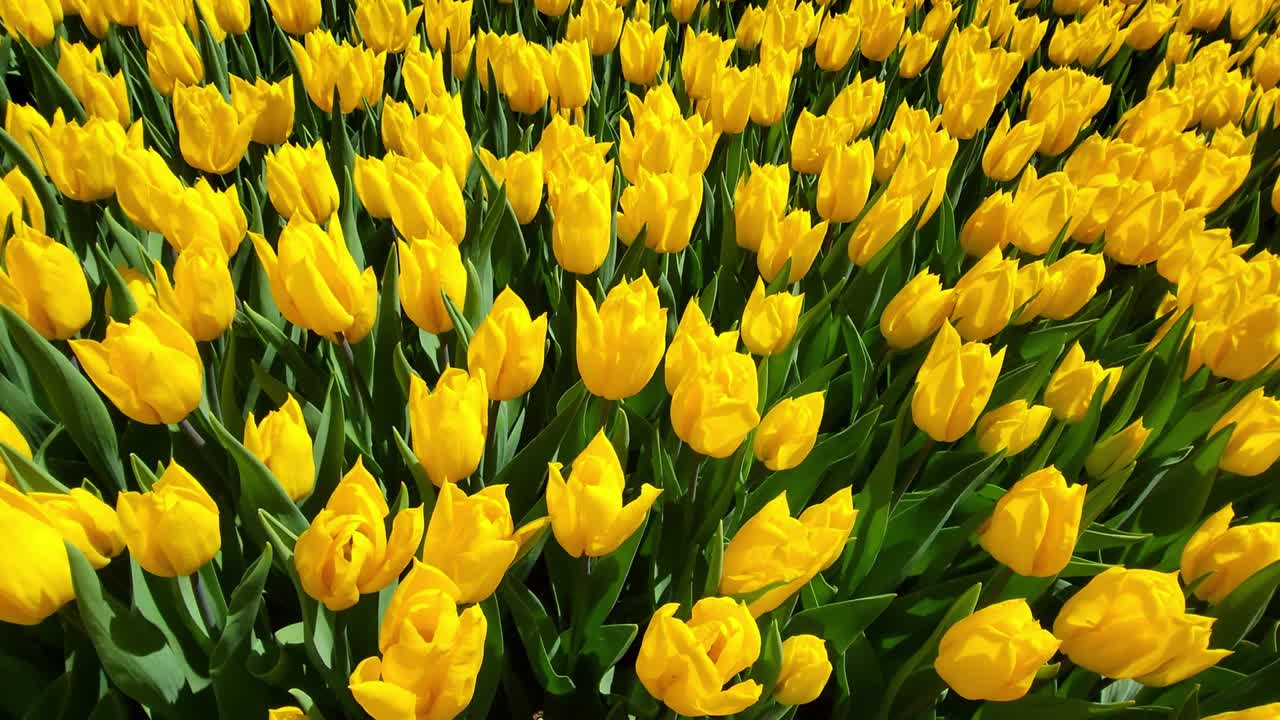 тюльпаны в парке гулхане в районе султанахмета. стамбул.