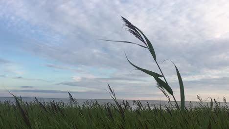 reeds on a beach in slow motion with one in the foreground in a windy day